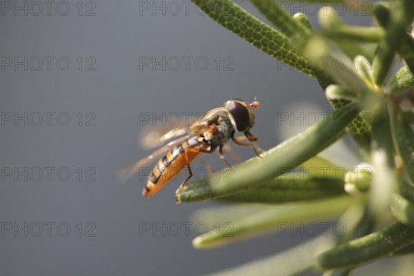 Grove hoverfly (Episyrphus balteatus)