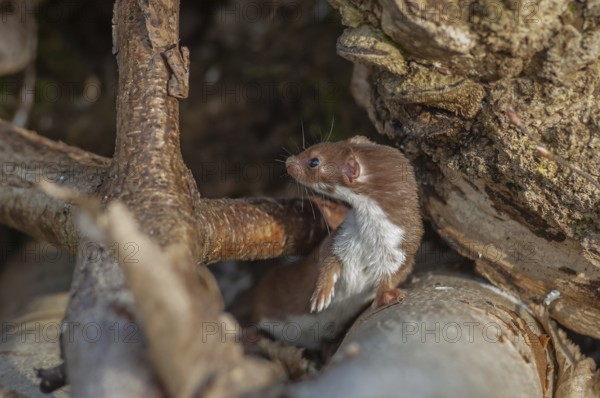 Least weasel (Mustela nivalis) on a branch in the forest. Bas-Rhin, Alsace, Grand Est, France