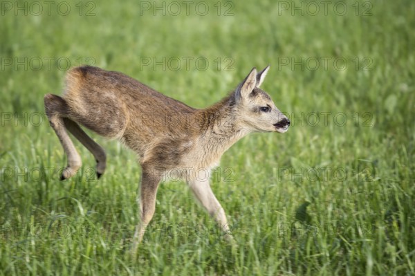 Young wild roe deer in grass, Capreolus capreolus. New born roe deer, wild spring nature