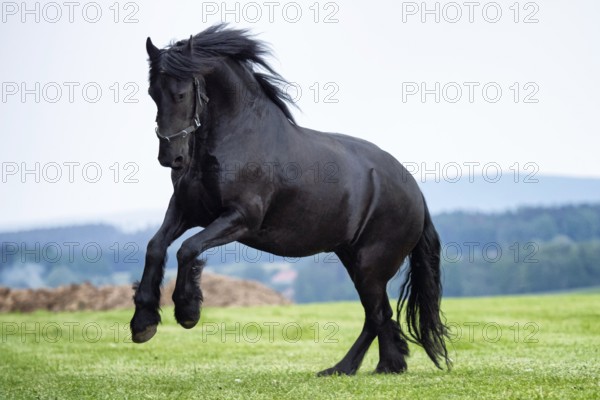 Black Friesian horse running in field