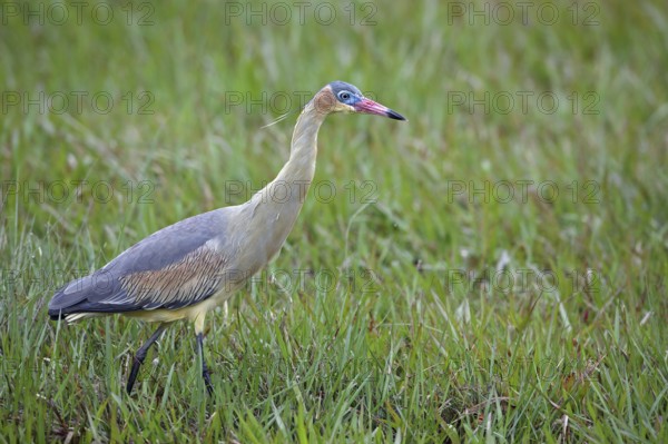 Whistling Heron, Syrigma sibilatrix, Argentina