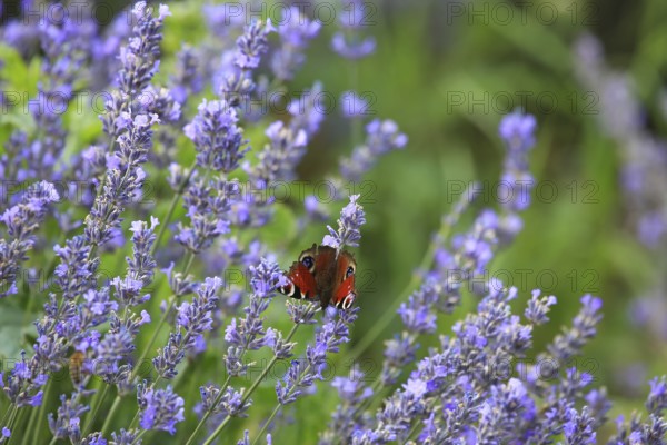 Close-up of lavender in bloom in a lush field. The lavender flowers are a rich purple colour and are close together. In the background, green plants and other lavender flowers can be seen out of focus. Bees are visible on some of the flowers, busily collecting nectar, which emphasises the importance of lavender for biodiversity and pollination