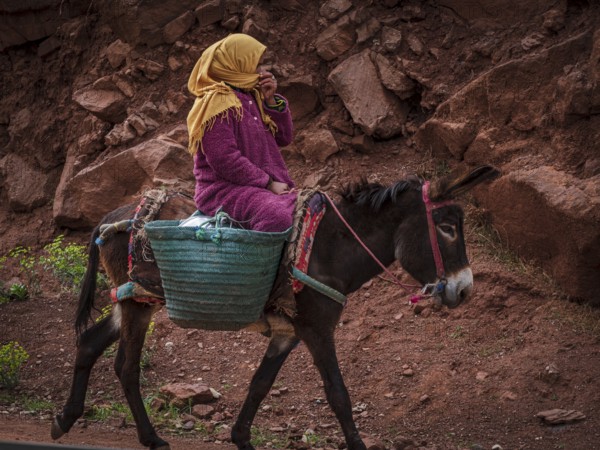 Berber woman riding a donkey, Ait Blal, azilal province, Atlas mountain range, morocco