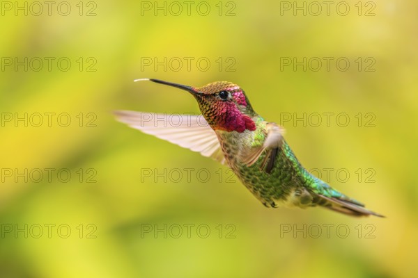 Closeup of a male Anna's Hummingbird (Calypte anna) hovering in mid-air. British Columbia, Canada