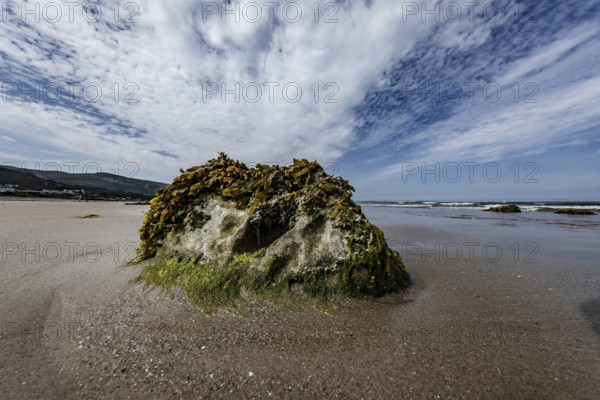 Rocks overgrown with seaweed and aquatic plants on the beach at the edge of Snowdonia National Park, Penmaenmawr, Dwygyfylchi, Caernarfonshire, Conwy County Borough, Wales, United Kingdom