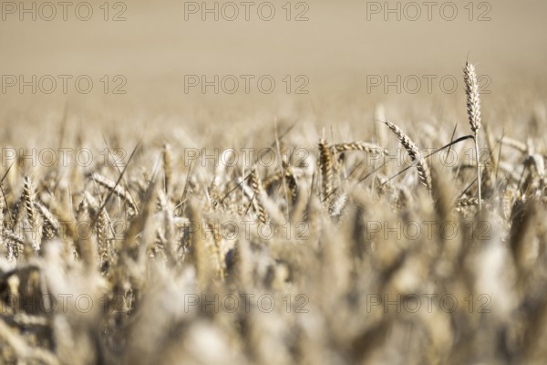 Ripe, golden ears of wheat stand close together in a sun-drenched cornfield, Coxhill, Shepherdswell, Dover, Kent, Great Britain