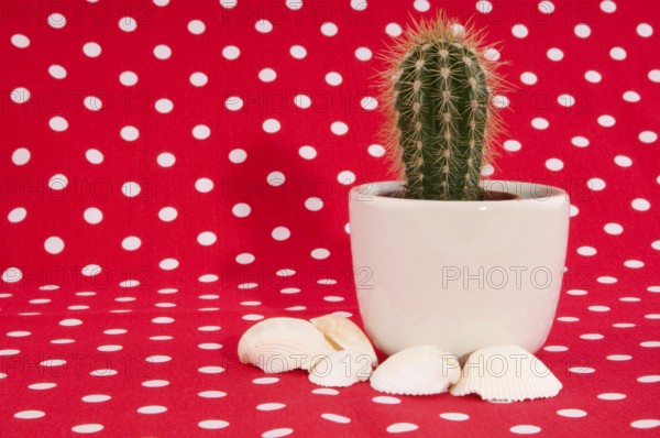 Cactus on red speckles cloth whit shells