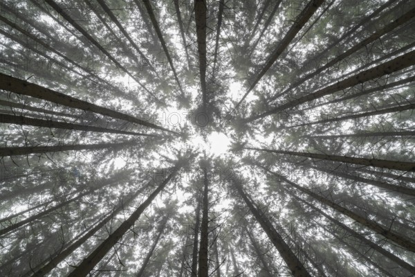 Looking up in the conifer tree forest with fog near Biberach