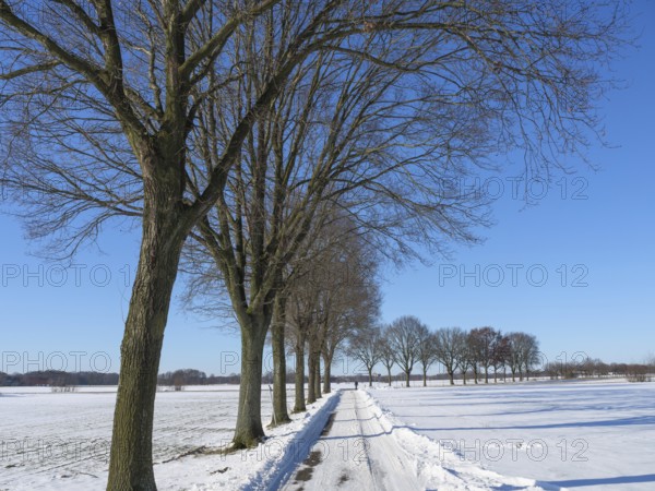 Snowy road with trees under a clear sky in a rural winter environment, weseke, borken, münsterland, Germany