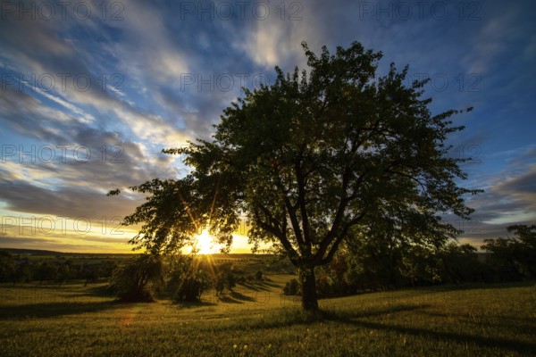 Sunrise, orchard meadow