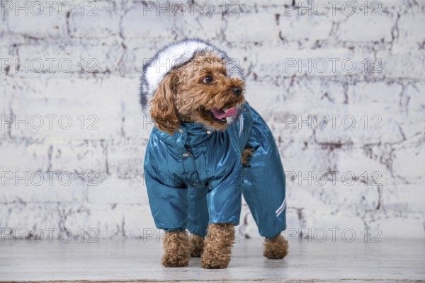 Small funny dog of brown colour with curly hair of toy poodle breed posing in clothes for dogs. Subject accessories and fashionable outfits for pets. Stylish overalls, suit for cold weather for animal
