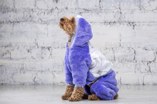 Small funny dog of brown colour with curly hair of toy poodle breed posing in clothes for dogs. Subject accessories and fashionable outfits for pets. Stylish overalls, suit for cold weather for animal