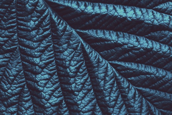 Blue green toned leaf botanical background, trendy abstract floral texture