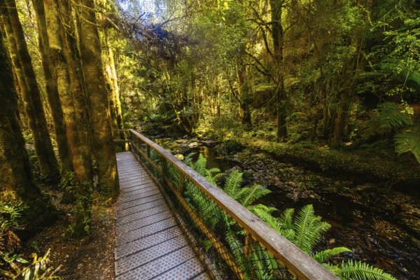 The majestic Nelson Falls and surrounding landscape in Franklin-Gordon Wild Rivers National Park on a hot summer's day in Tasmania, Australia