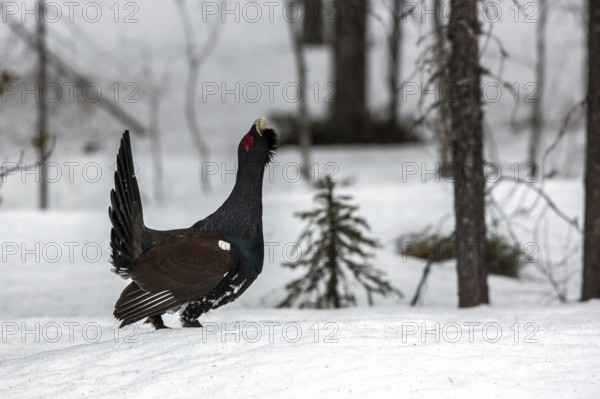 Capercaillie (Tetrao urogallus)