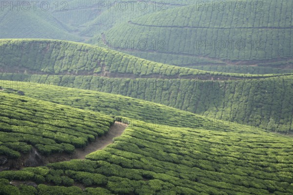 Tea plants Latin name Camellia sinensis fresh foliage and tender leaves, Tea gardens at Munnar, Kerala, India