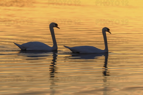 Mute swan (Cygnus olor) silhouette in the water at sunset. Bas-Rhin, Alsace, Grand Est, France