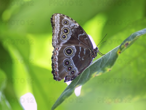 Blue Monrpho Butterfly Peleides underside in red leaf outdoor