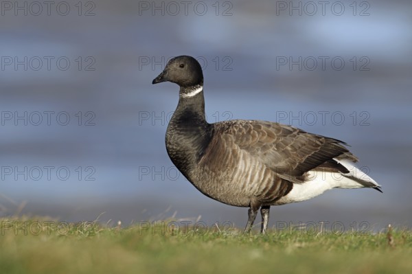 Brent goose, Branta bernicla