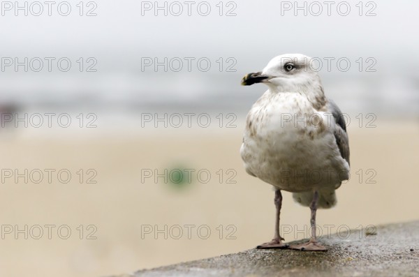 Seagull in Kolobrzeg