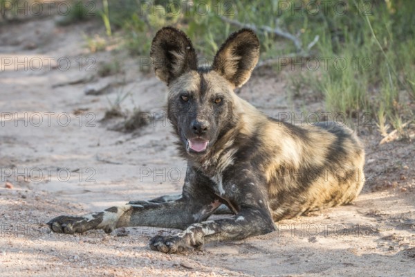 African wild dog laying on the road in the Kruger National Park, South Africa