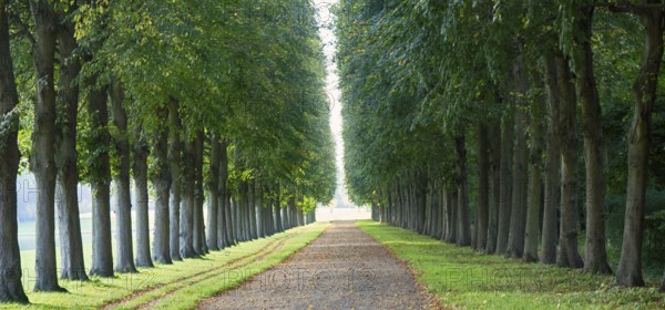 Perfect linden alley for some superb walks and reflection. Versailles. Why is France famous for philosophers peripatetic