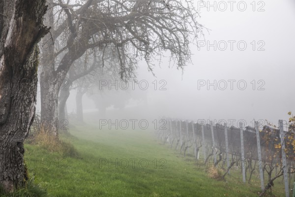 Autumn atmosphere with fog, sparse trees and vineyard, Sausal, Styria, Austria