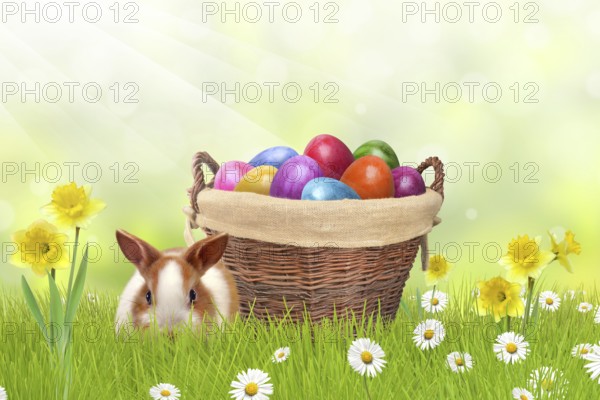 Easter Bunny