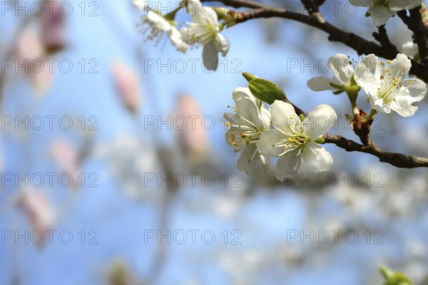 Plum blossom
