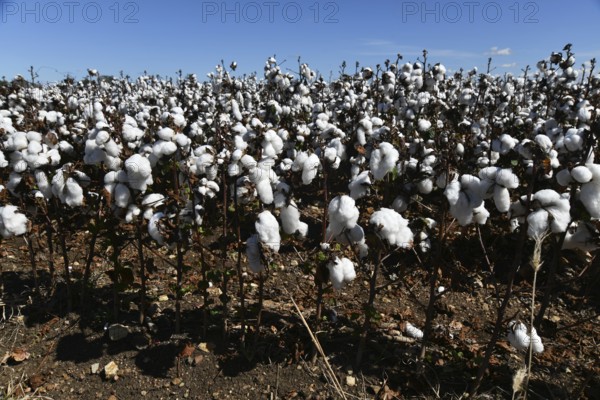 Cotton crop ready for harvest at Byee, near Murgon in the South Burnett district of Queensland, Australia
