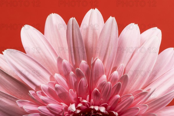 Pink gerbera flower blossom