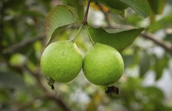 Two ripe guavas hang side-by-side, their vibrant green skin promising a sweet and tangy taste, amidst a backdrop of lush foliage