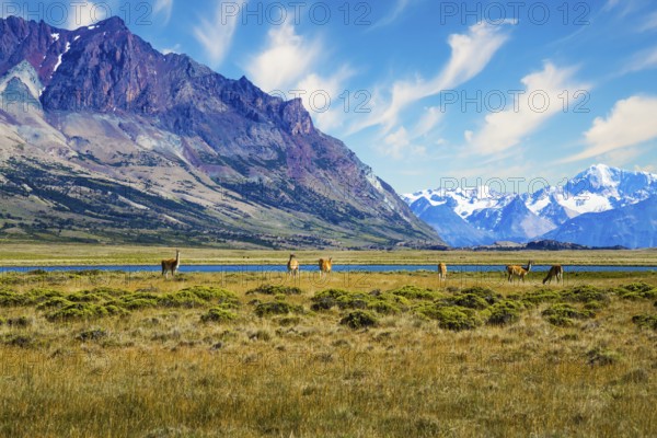 Argentina, Patagonia. Small herd of guanaco. Guanaco is a cloven-hoofed mammal from the family of camelids, a genus of llamas. Huge lake with azure water and cold mountains