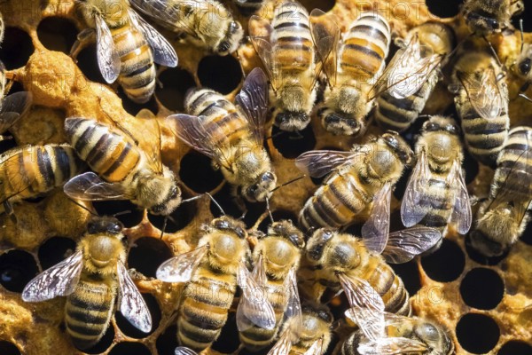 Animals, insects, bees, honeybee, honeybees, (Apis), in the beehive, honeycomb, honeycomb Lower Saxony, Federal Republic of Germany