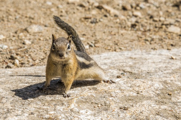 A little chipmunk posing nosy in the Rocky Mountains National Park, USA