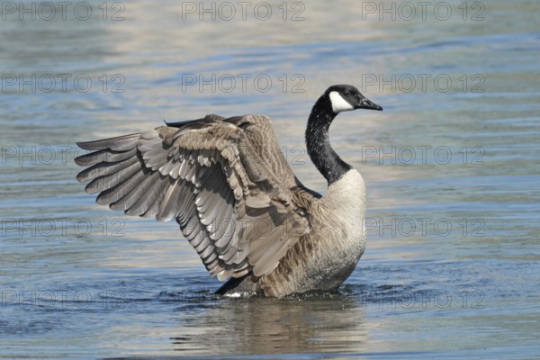 Canada goose (Branta canadensis)