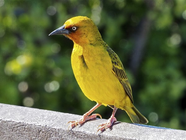 Cape Weaver (Ploceus capensis Eurasian Golden Oriole capensis)