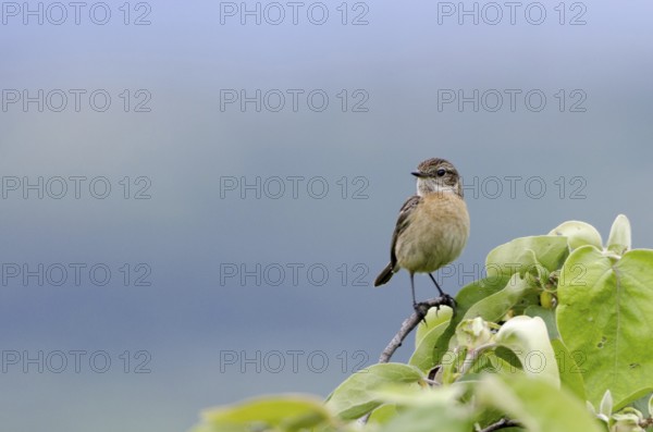 Stonechat, female (Saxicola rubicola)