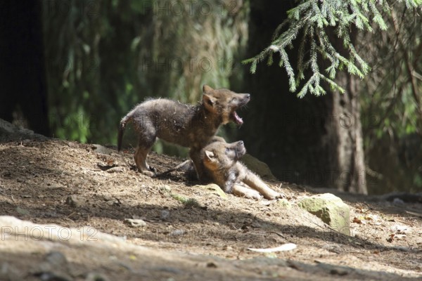 Wolf (Canis lupus)