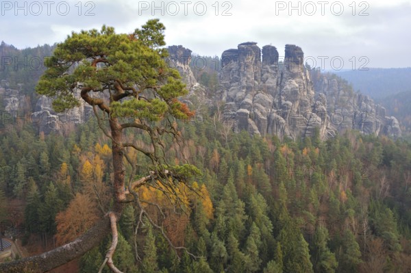 Elbe Sandstone Mountains near Rathen, Gansfelsen, Bastei National Park Saxon Switzerland, Sandstone Cliffs, Germany, Germany