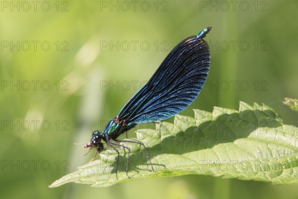 Blue-winged damselfly, Calopteryx virgo