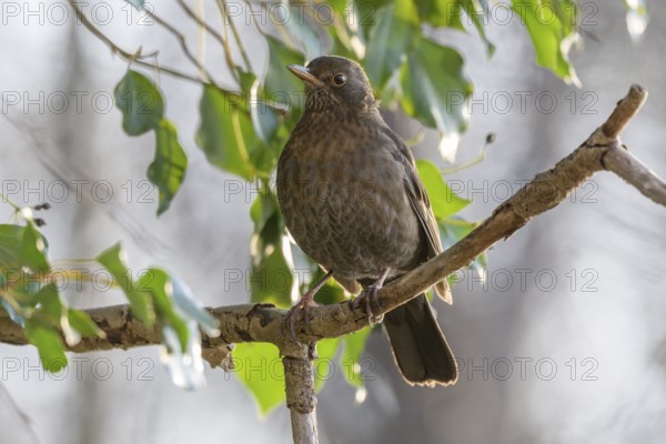 Common Blackbird (Turdus merula) female searching for ivy berries in winter. Bas-Rhin, Alsace, Grand Est, France