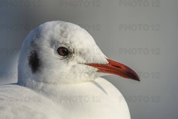 Black-headed Gull (Chroicocephalus ridibundus) portrait in winter. Bas-Rhin, Alsace, Grand Est, France