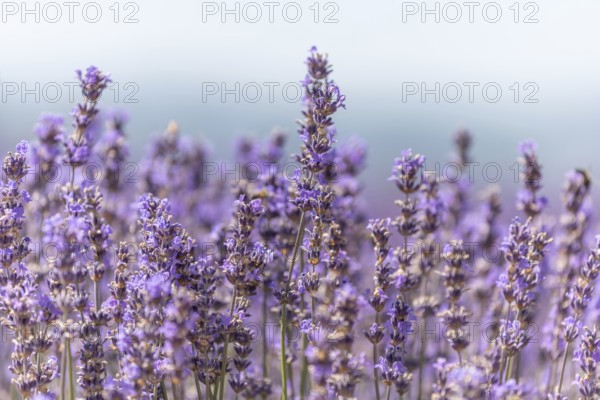 Lavender fields in bloom in Provence. Pays de Sault (Vaucluse)