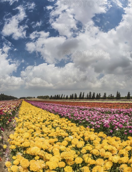 Windy spring day in the kibbutz. The picturesque field of the buttercups growing at strips