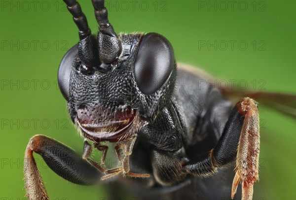 Head, thorax and legs of a black Ichneumon wasp (Ichneumonidae)