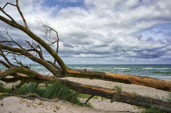 West beach Fischland-Darß near Ahrenshoop, Mecklenburg Baltic coast, Mecklenburg-Vorpommern, Germany