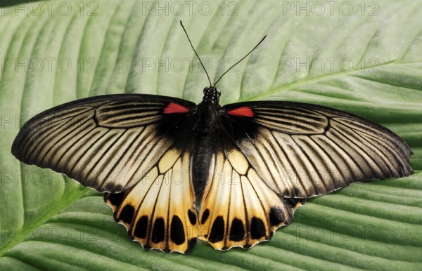 Great Mormon (Papilio memnon)