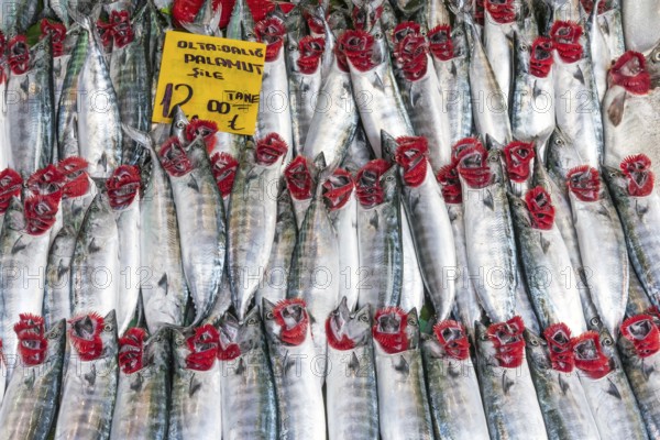 Fresh Atlantic tuna at a market in Istanbul, Turkey