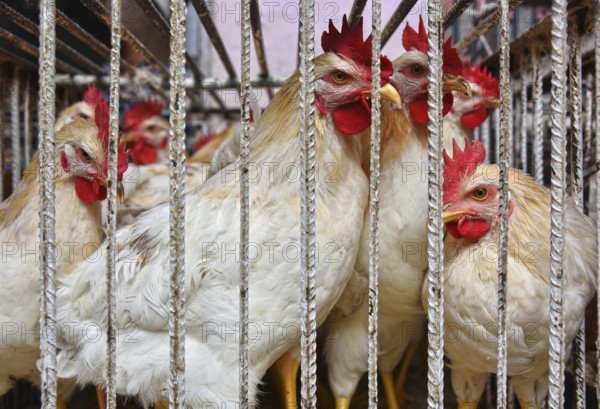 Chickens in a cage ready for sale on the arab market place